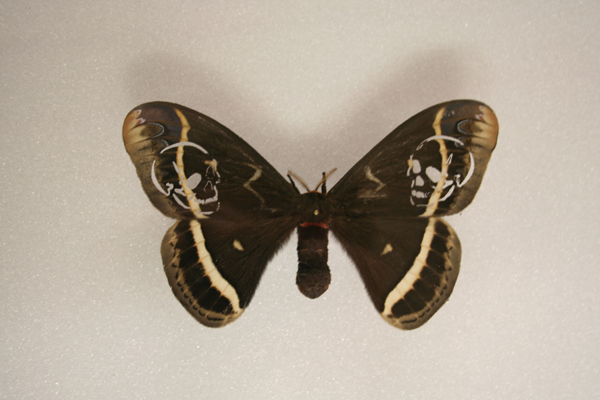 huber.huber, Leichter als 21 Gramm (Nachtfalter) (Lighter Than 21 Grams (Moth)), 2008